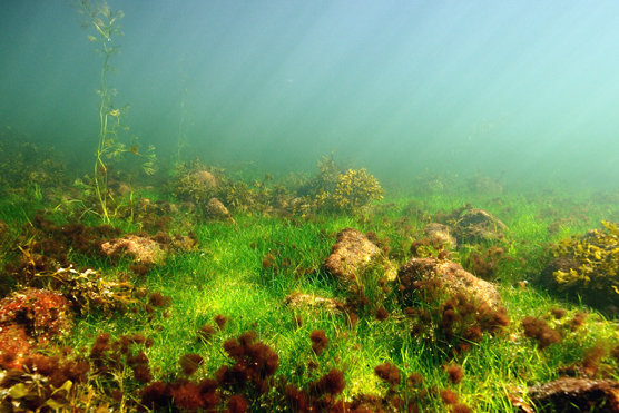 The image shows A healthy and diverse shallow water area in the Gulf of Finland with clean bladderwracks, aquatic plants and red algae.